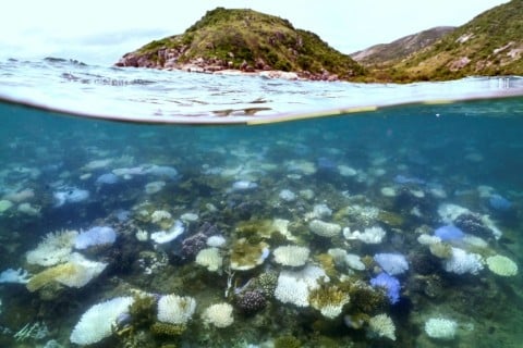 If waters cool fast enough, corals can recover from bleaching