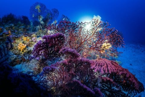 Coral reefs serve as nurseries for fish and protect coastlines