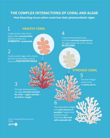 The complex interactions of coral and algae