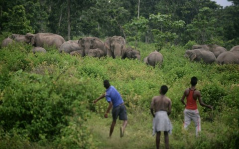 Villagers throw stones to chase away a herd of wild elephants from their village close to the India-Nepal border