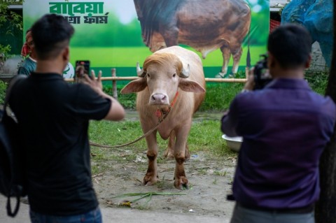 People shoot videos of an albino buffalo nicknamed "Donald Trump" at a livestock farm in Narayanganj, Bangladesh