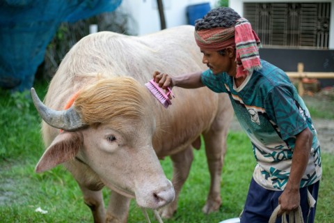 A caretaker brushes an albino buffalo nicknamed "Donald Trump" at a livestock farm in Narayanganj, Bangladesh