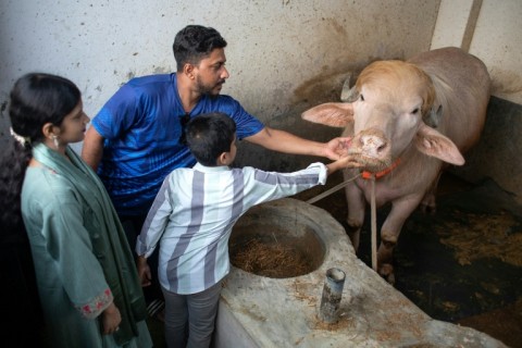 Visitors check an albino buffalo nicknamed "Donald Trump" for sale ahead of Eid al-Adha at a livestock farm in Narayanganj, Bangladesh