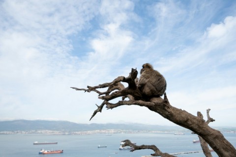 A colony of macaques that gorge on snacks offered by tourists in the British territory of Gibraltar swallow soil to recover from their junk food binges, a study has found