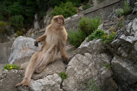 Believed to originate from North Africa, the roughly 230 primates are a main attraction in the British exclave of 30,000 people that borders southern Spain