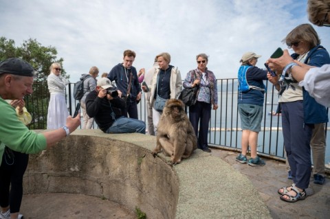 The marauding monkeys brazenly snatch ice cream, cakes and crisps from unwitting tourists in addition to gobbling abandoned leftovers from bins or food directly offered to them