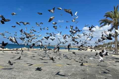 Friend or pest? Humans domesticated pigeons to live alongside us, but now consider them filthy nuisances