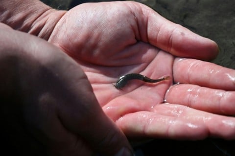 The endemic catfish species measures just a few centimeters