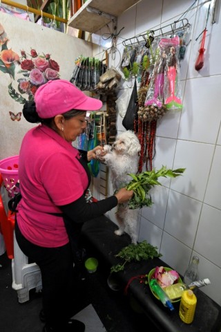 Ecuadorean curandera Amparo Lugmana performs an energy cleansing ritual on a dog at San Francisco market in Quito, where demand for pets' chakras to be opened is growing