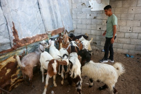 Shortage of sheep has dampened the overall festive mood of Eid al-Adha in Gaza as few Gazans can afford to buy the animal for the traditional ritual of sacrifice