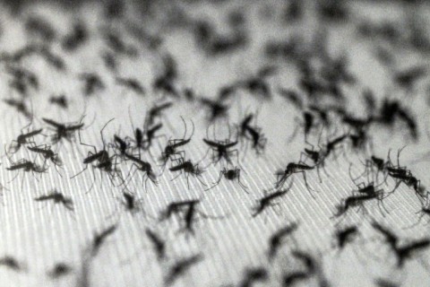 The repellent DEET still saves countless lives from deadly, mosquito-borne diseases