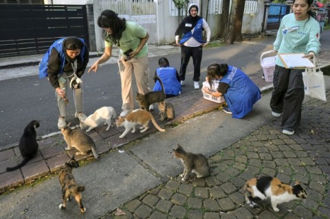 The Jakarta municipality is conducting a census that will for the first time come up with a scientific estimate of the number of stray cats on its streets