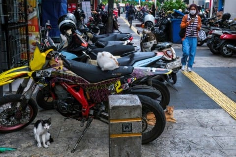 Jakarta has boasted rabies-free status since 2004 -- partly thanks to mass vaccination of strays
