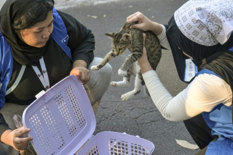 Stray cat sterilisation is done in large part by NGOs like Let's Adopt Indonesia, funded by private donors and overseas foundations