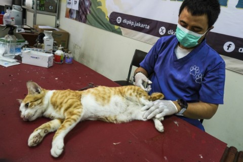 The city also provides neutering services