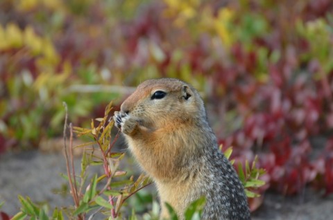 Arctic ground squirrels are "natural archivists", the scientist said
