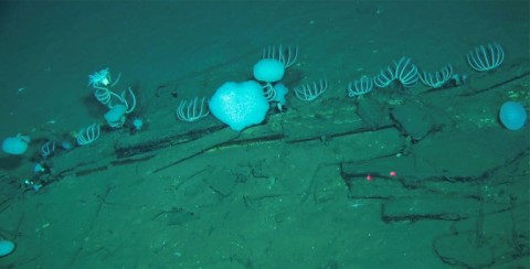 A huge array of animals including sea anemones, sponges and sea stars were found living off of the whale carcasses