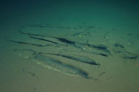 The scientists catalogued nearly 500 skeletons up to 7,000 metres deep along a 1,200 kilometre corridor of bones