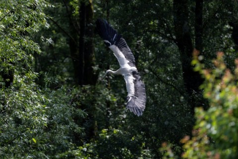 The number of storks has declined with the village's population
