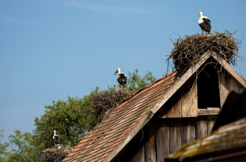 Cigoc has become known as 'Stork Village' thanks to the birds