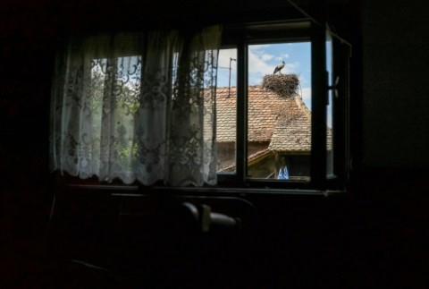 Cigoc's storks are unusual in that they nest on the roofs of the village's houses