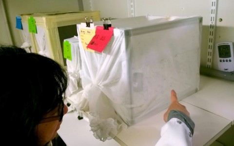 Anna-Bella Failloux of the Pasteur Institute has dedicated her life to fighting mosquitoes and the diseases they spread