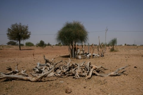Cattle inside an enclosure in 44 degrees Celsius temperatures, near herdsman Sawai Singh Bhati's house in Sanwata village