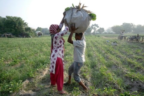 Debvati (L) helps her husband farmer Bhole Shankar carry a sack of radishes harvested from the fields in approximately 40 degrees Celsius temperatures, on the Yamuna river floodplains in New Delhi