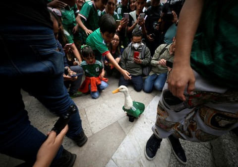 Football 'ambassador' and fan favourite: Duck becomes a star in Mexico ...