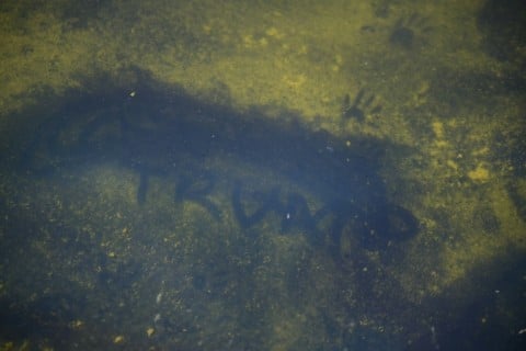 Seen through algae-laden green water, a tear in the recently applied sealant can be seen on the bottom of the Reflecting Pool in Washington, DC