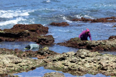 Once dried, 300 grams (0.7 pounds) of Gelidium algae can produce about 50 bottles of refreshing agar-agar cooler