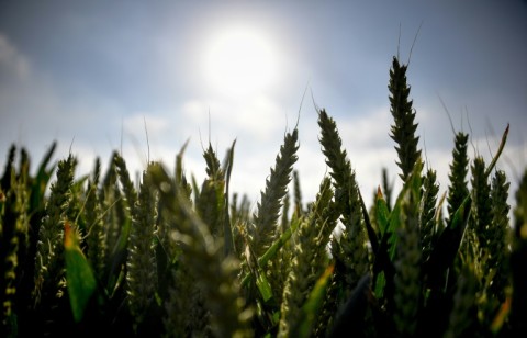 Cereals are ripening earlier and earlier due to climate change and yields sometimes suffer