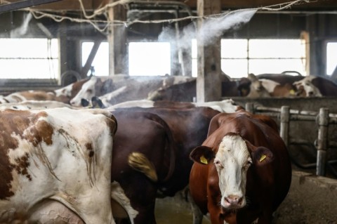 In Switzerland, a misting system has been installed to keep cows cool