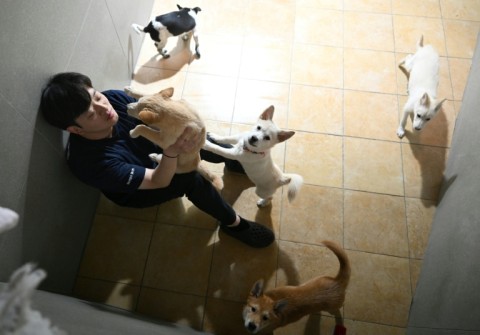 An animal rights activist plays with dogs rescued from dog slaughter facilities at an animal shelter run by the animal rights group 'KARA' in Paju