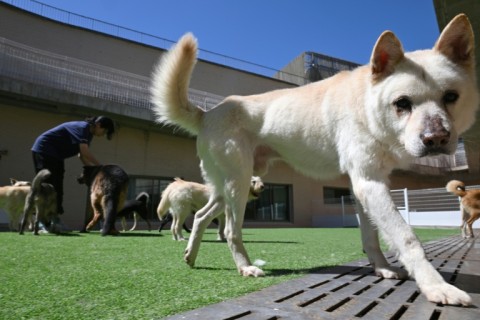 An animal rights activist plays with dogs rescued from dog slaughter facilities at an animal shelter run by the animal rights group 'KARA' in Paju
