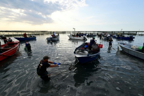 Clam harvesters work in the shallow waters of the Po River Delta
