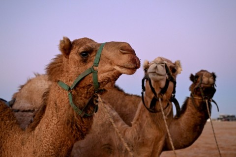The Camel Cup is a much-loved outback event celebrating camel racing, Muslim cameleer heritage, community and culture