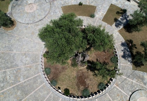 Several of the town's olive trees are said to be thousands of years old