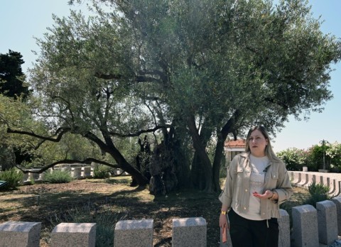 Marija Markoc says the tree's condition has improved