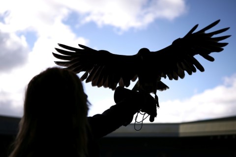 Rufus the hawk has become a media star