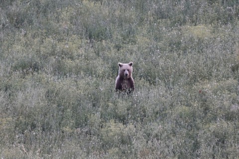 A wild female brown bear in northwest Greece where the animals' growing numbers have set off a showdown with humans
