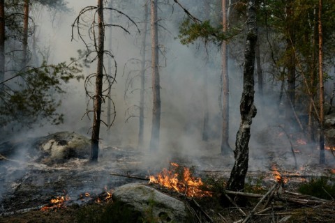 The forest is usually hugely popular with climbers