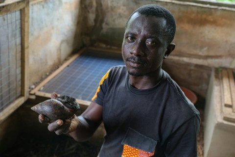 NGO AquaLife Conservancy has helped develop snail farming as an alternative livelihood for fishermen