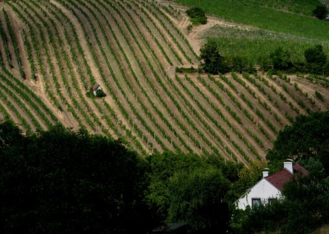 Vienna's vine-laden outskirts have fallen prey to the appetites of real estate developers