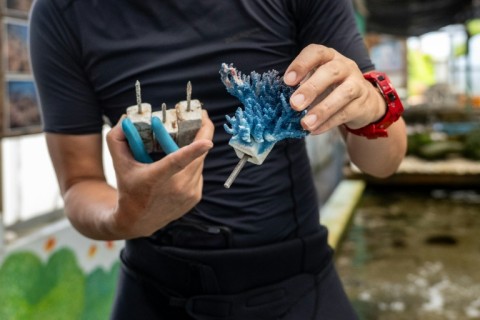 Japan's coastal village of Onna has been spearheading efforts since 1999 to breed corals and transplant them into the sea