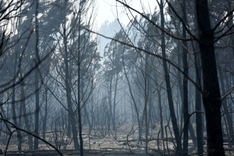 The flames have devastated forest land in southwest France