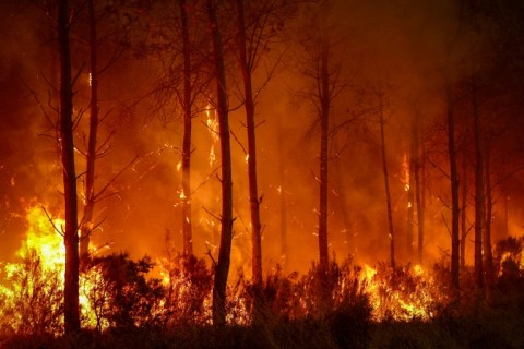 The blaze has since Wednesday last week ravaged 42,000 hectares of pine forest -- an area larger than Detroit