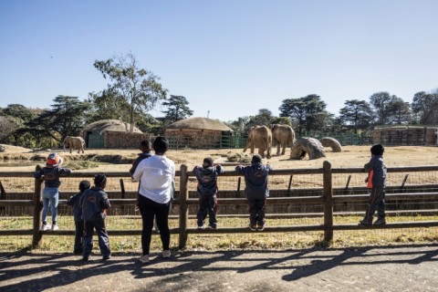 For visitors to the Johannesburg zoo, the elephant enclosure is a chance to see Africa's largest land animal in real life