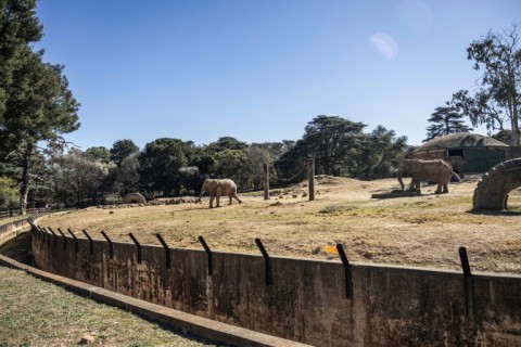 The zoo says it enables school children, especially from poorer backgrounds, to see elephants in real life