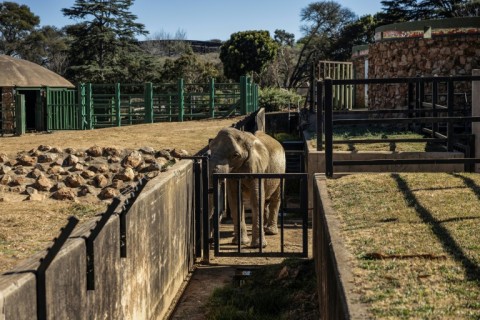 The trio are well cared for and had recently been given a clean bill of health